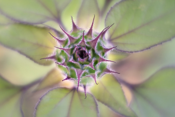 Sunflower Awakening
