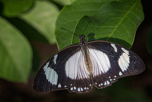 Female Mocker Swallowtail