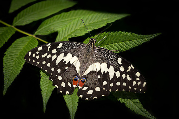 Orchard Swallowtail