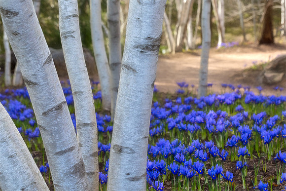 Sensory Garden Woods in Spring