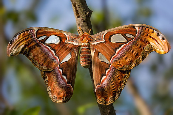 Atlas Moth - Female