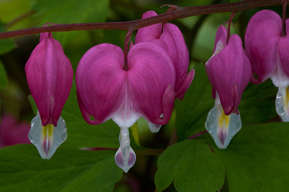 Bleeding Heart