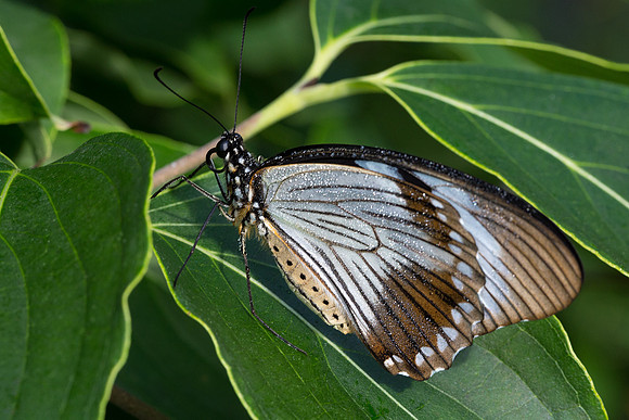 Mocker Swallowtail with Morning Dew