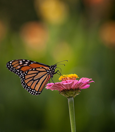 Monarch on Zinnia