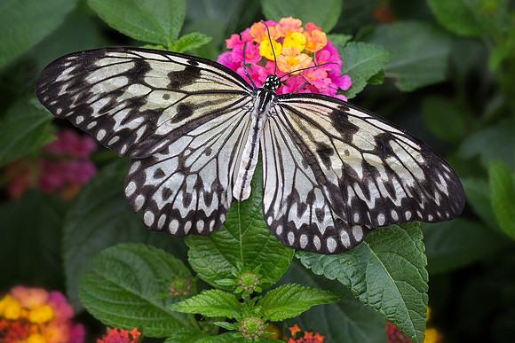 Paper Kite Butterfly