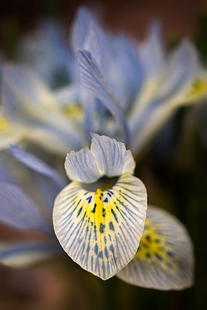 Iris 'Katharine Hodgkin'