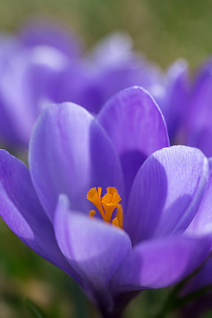 'Remembrance' Dutch Crocus