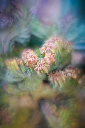 Whortleberry Cactus Abstract