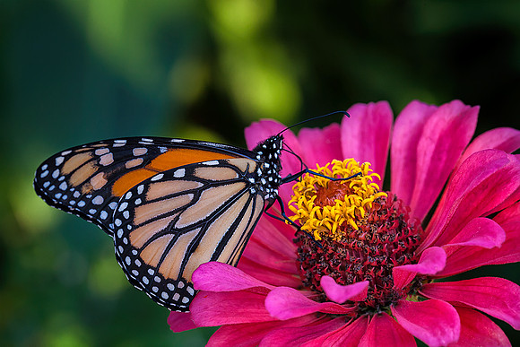 Monarch