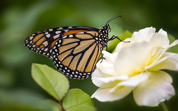 Monarch in the Garden