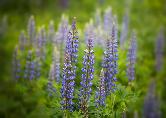 Lupines of Acadia