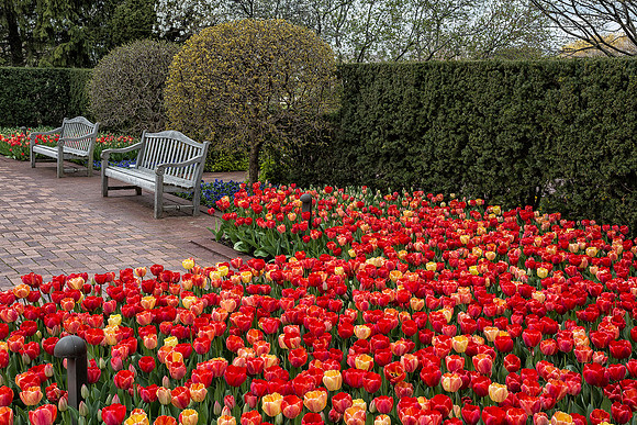 Tulips of the Circle Garden