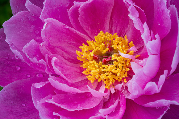 Peony