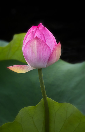 Shall We Dance - Lotus Bud