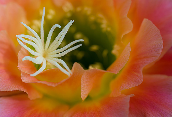 Echinopsis 'Apricot Glow'
