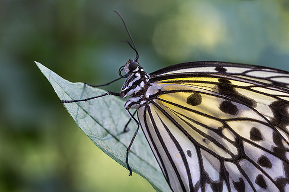 Paper Kite Butterfly