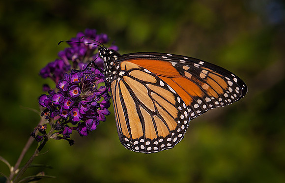 Monarch on Butterfly Bush