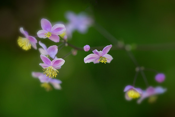 Tiny Dancers - Lavender Mist Meadow Rue