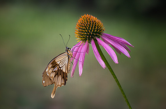 Mocker Swallowtail - Male