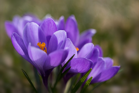 'Remembrance' Dutch Crocus