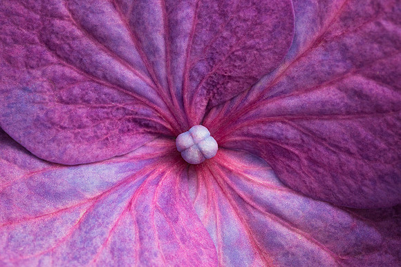 Hydrangea Swirls