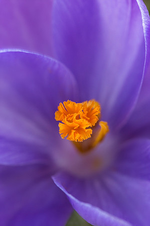 'Remembrance' Dutch Crocus