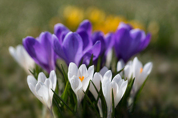 Crocuses on Evening Island