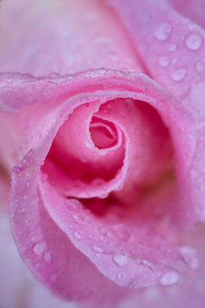 Rose with Dew