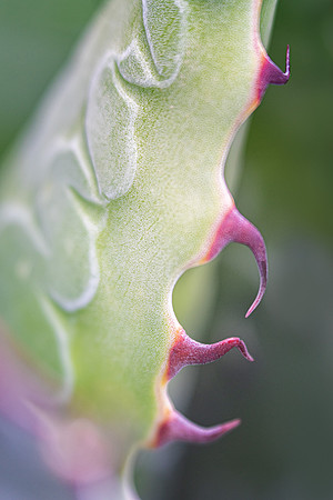 Agave Details