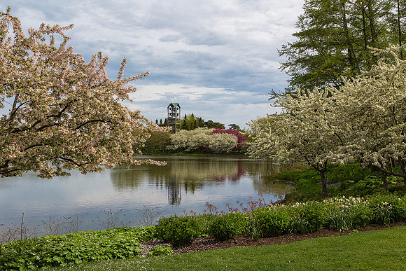 Crabapples in Bloom at the Garden