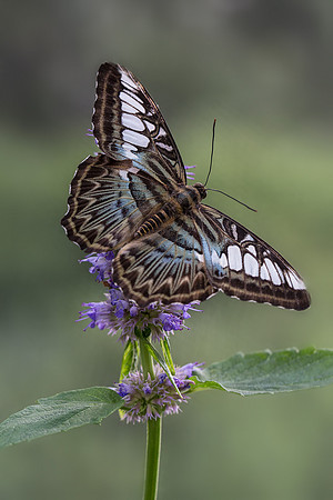 Blue Clipper