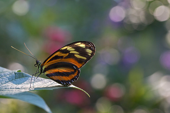 Tiger Longwing