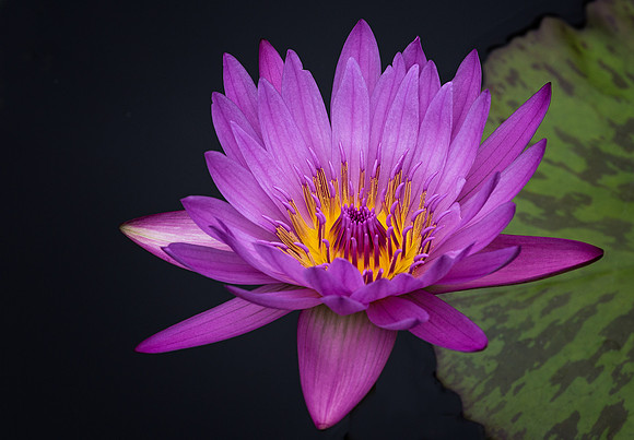 Waterlily