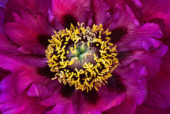 Peony