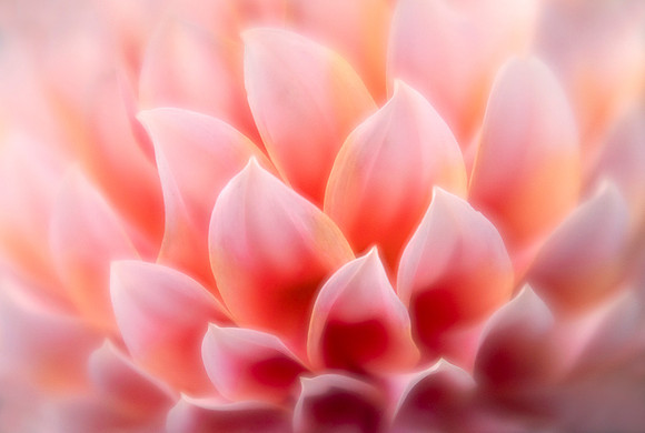 Dahlia 'Peaches 'N Cream'