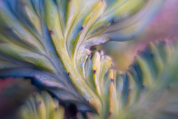 Whortleberry Cactus