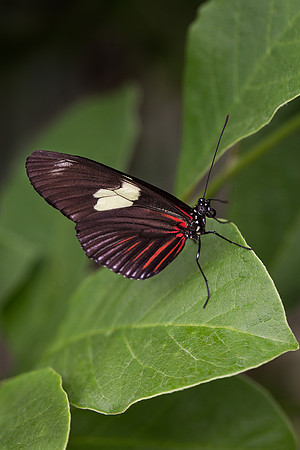 Doris Longwing