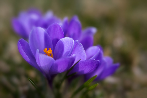 'Remembrance' Dutch Crocus