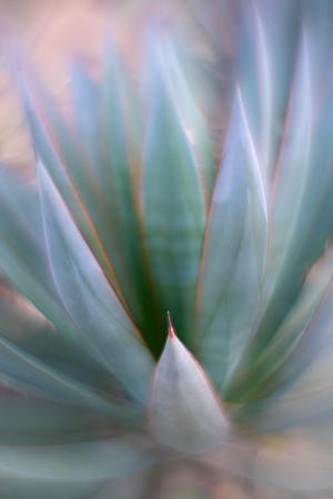 Agave "Blue Glow"