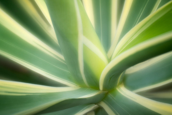 Agave Abstract