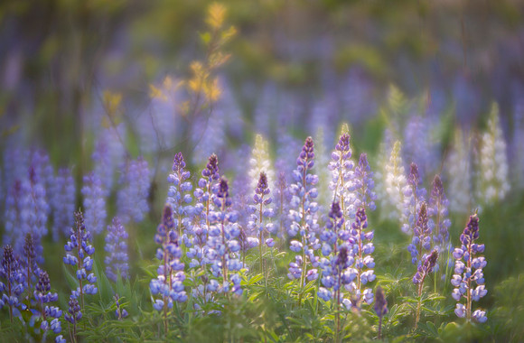 Lupines of the Indiana Dunes