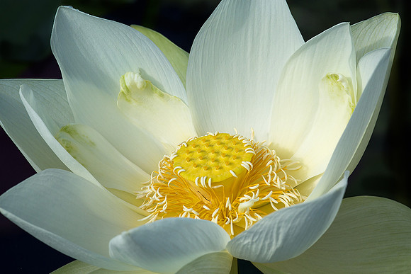 'Perry's Giant Sunburst' Lotus
