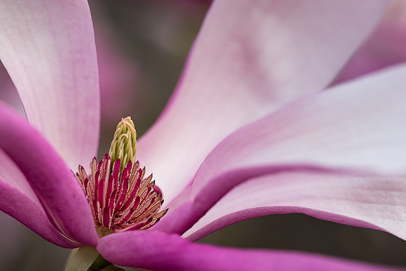 Susan Magnolia