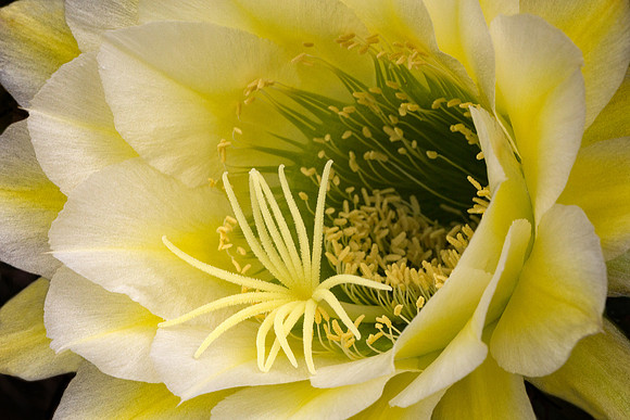 Echinopsis