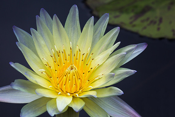 Waterlily