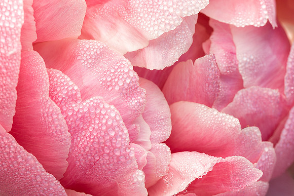 Peony