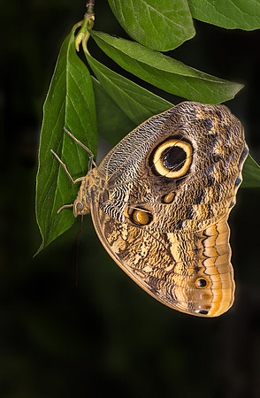 Owl Butterfly