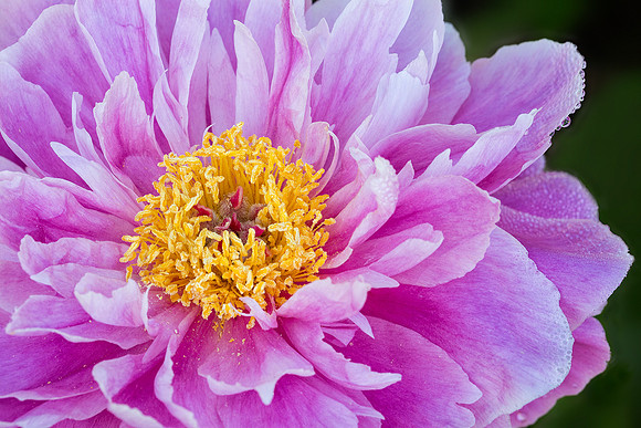 Peony