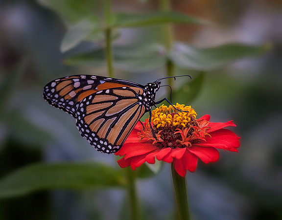 Monarch on Zinnia