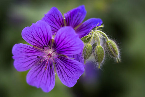 Wild Geranium